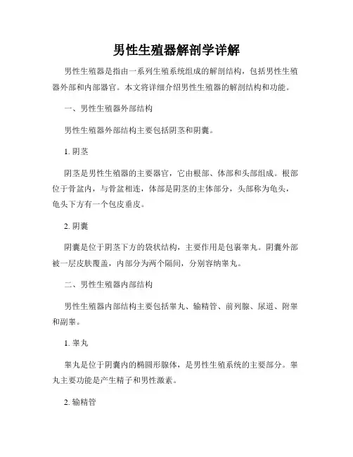 男性生殖器解剖学详解