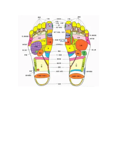 足底按磨的穴位对应器官图解