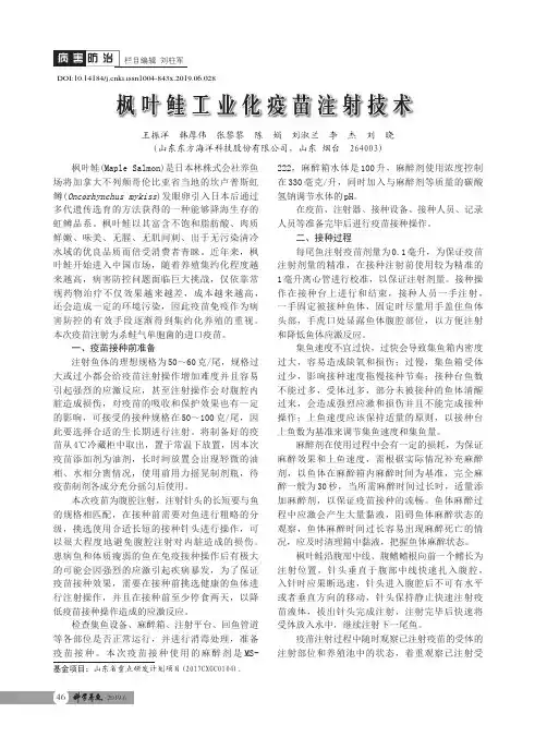 枫叶鲑工业化疫苗注射技术