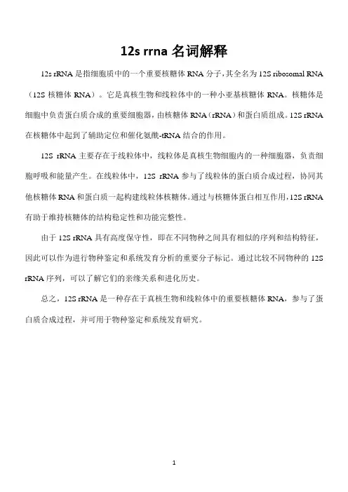 12s rrna名词解释