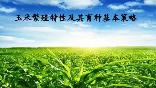 玉米繁殖特性及其育种基本策略