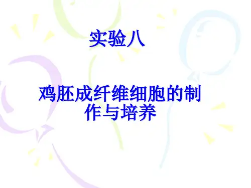 鸡胚成纤维细胞的制作与培养 (2)
