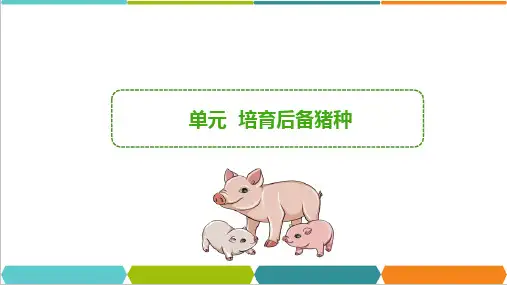 培育后备猪 后备母猪的饲养管理(养猪课件)