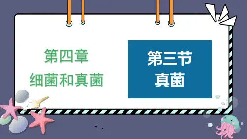 《真菌》PPT课件
