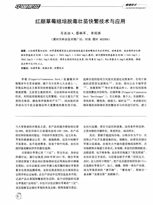 红颜草莓组培脱毒壮苗快繁技术与应用