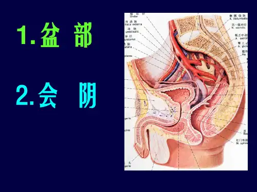 局部解剖学-盆部及会阴