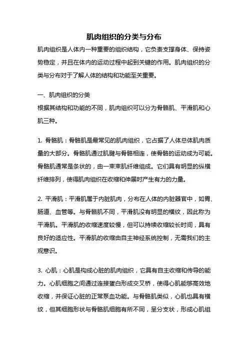肌肉组织的分类与分布