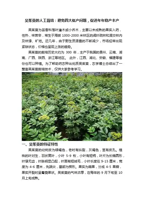 吴茱萸的人工栽培：避免四大低产问题，促进年年稳产丰产