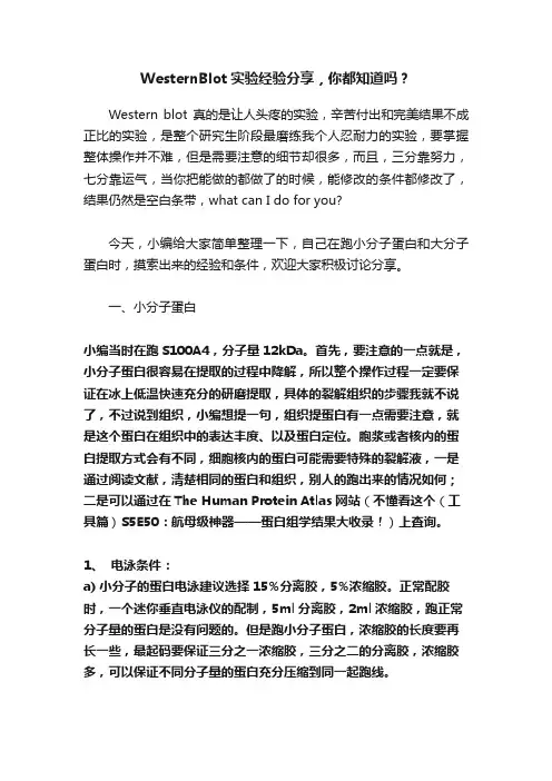 WesternBlot实验经验分享，你都知道吗？