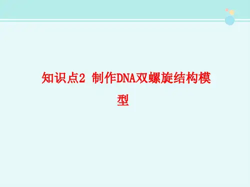 《制作DNA双螺旋结构模型》知识总结-完整版PPT课件