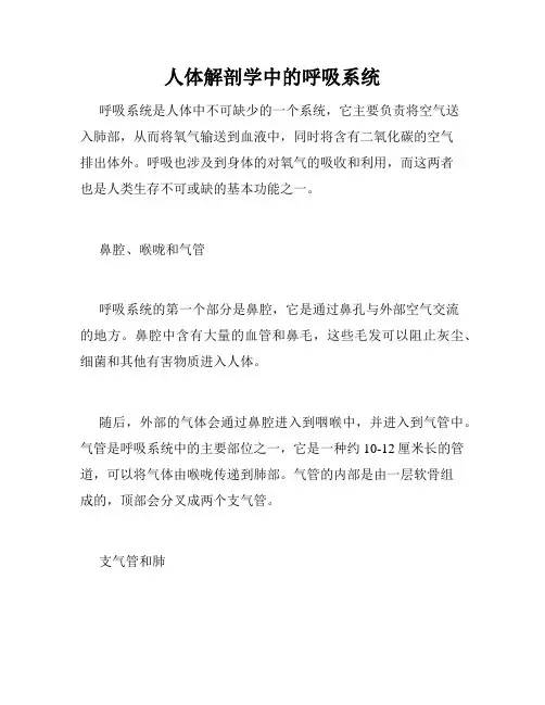 人体解剖学中的呼吸系统