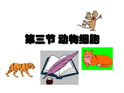 人教版(新课程标准)动物细胞课件(共35张PPT)