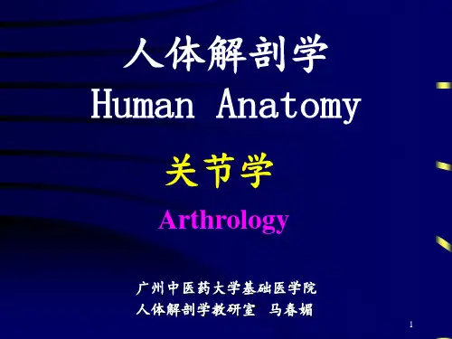 骨连结总论躯干的连结.PPT