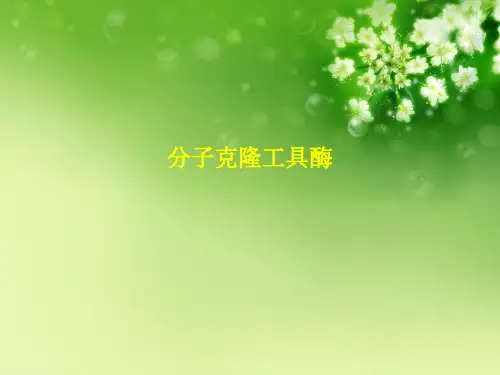 分子克隆工具酶
