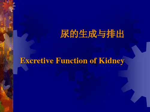 泌尿系统-尿的生成与排出PPT课件