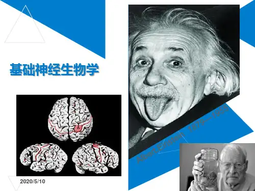 神经元和神经胶质