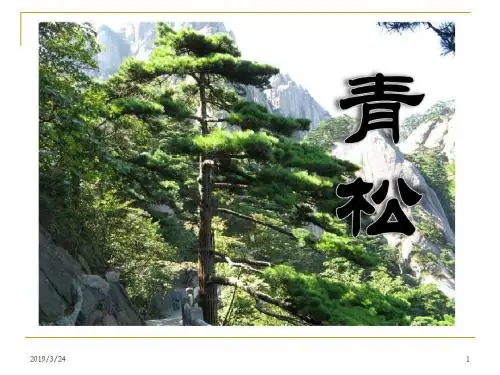 《青松》PPT精选教学优质课件3