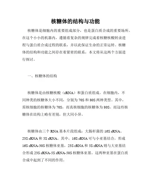 核糖体的结构与功能
