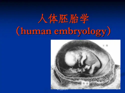 人体胚胎学ppt课件