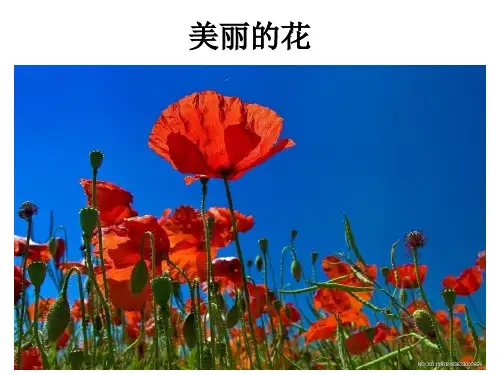人教版美术三年级上册《美丽的花》PPT