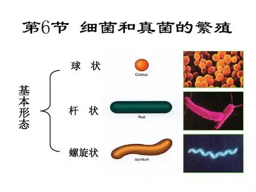 1-6 细菌和真菌的繁殖