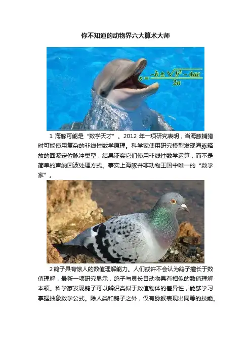 你不知道的动物界六大算术大师