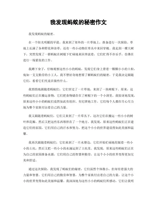我发现蚂蚁的秘密作文