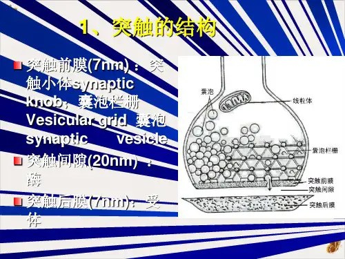 神经元之间的联系PPT课件