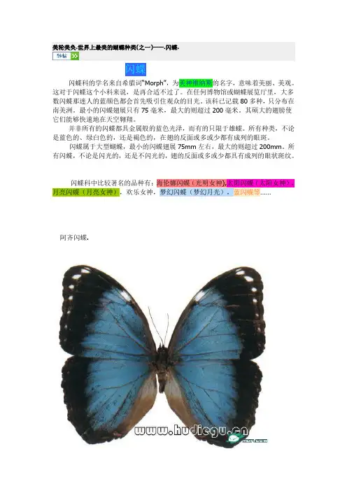 美轮美奂——闪蝶