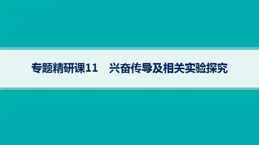 2024年人教版高考生物总复习第二部分专题精研课11兴奋传导及相关实验探究