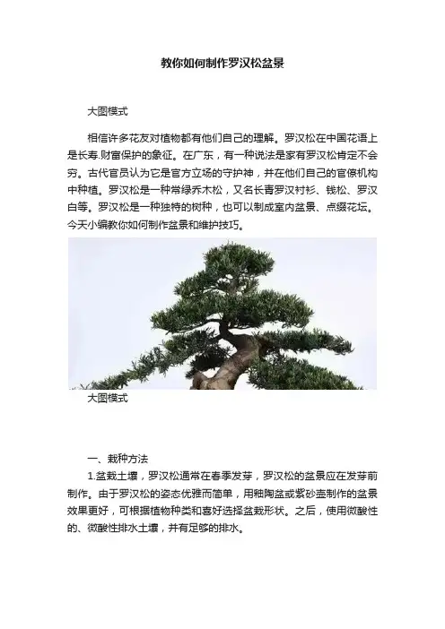 教你如何制作罗汉松盆景