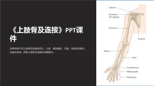 《上肢骨及连接》课件