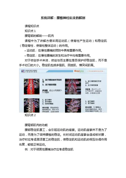 系统详解：腰椎神经后支的解剖