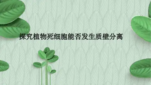高一年级生物4.3探究植物死细胞能否发生质壁分离 (共12张PPT)(完美版课件)