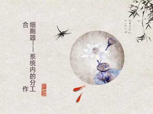 细胞器-系统内的分工合作(优质课)