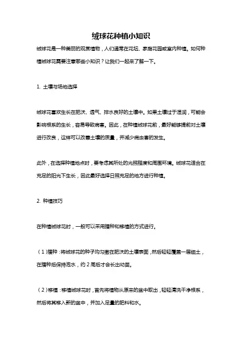 绒球花种植小知识