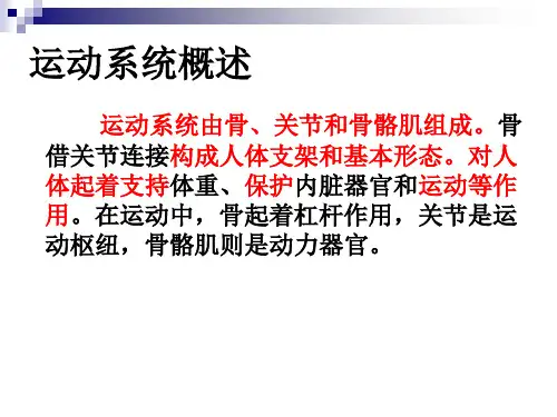 人体骨学讲解