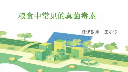 模块六：4、粮食中常见的真菌毒素