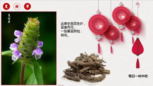 每日一中药--夏枯草