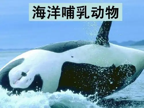 之七——海洋哺乳动物