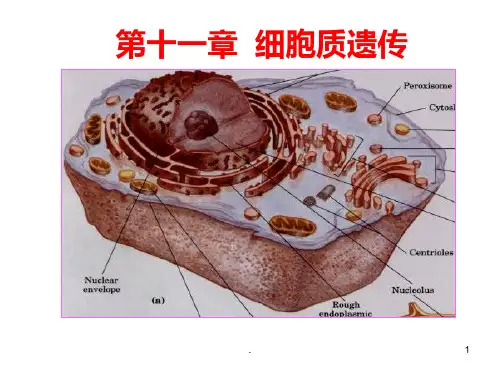 细胞质遗传PPT课件