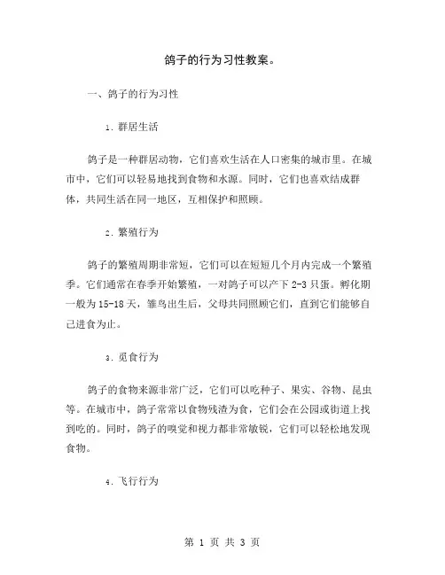 鸽子的行为习性教案