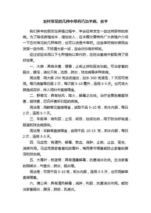 农村常见的几种中草药巧治羊病。养羊