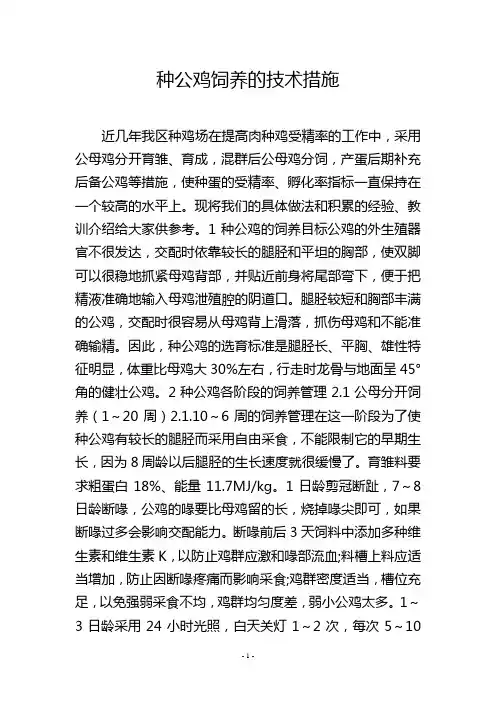 种公鸡饲养的技术措施