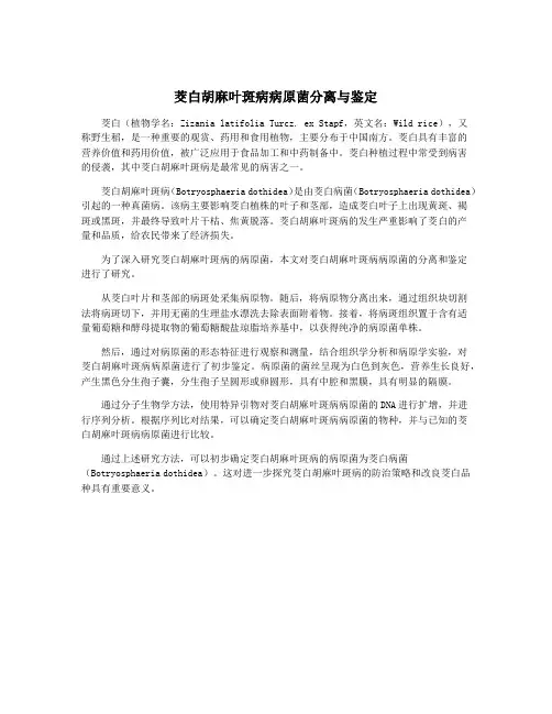 茭白胡麻叶斑病病原菌分离与鉴定