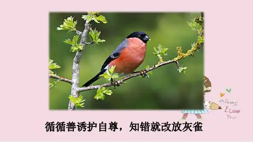 新教材部编小学语文三年级上册教学课件 26   灰雀