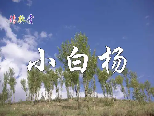 《白杨》-完整版PPT课件