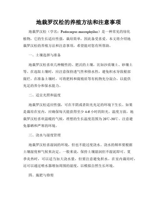 地栽罗汉松的养殖方法和注意事项