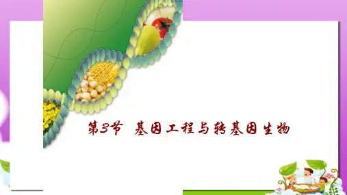 沪科版高中生命科学第二册6.3《基因工程与转基因生物》ppt课件2