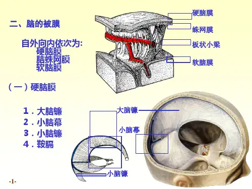 七科联考-系统解剖学--7脑和脊髓的被膜、血管及脑脊液循环new-精选文档